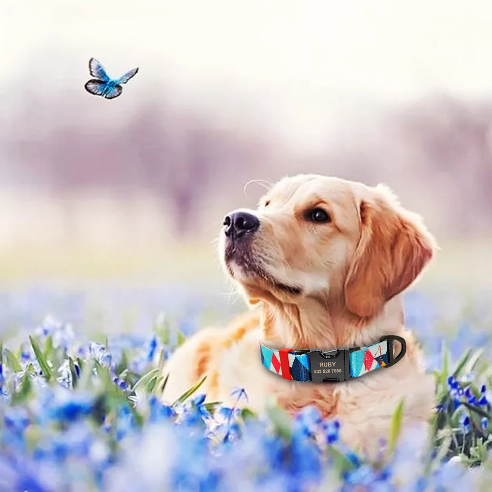 Your Dog’s New Favorite Collar – Personalized, Stylish, and Built to Last