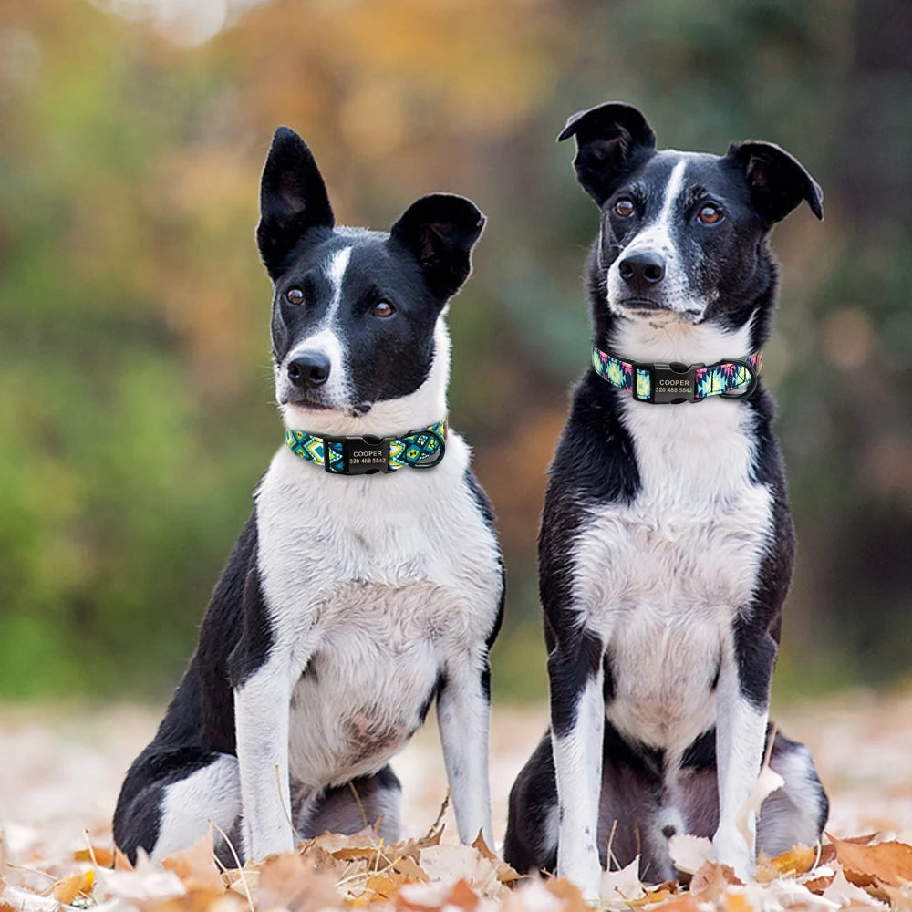 Your Dog’s New Favorite Collar – Personalized, Stylish, and Built to Last