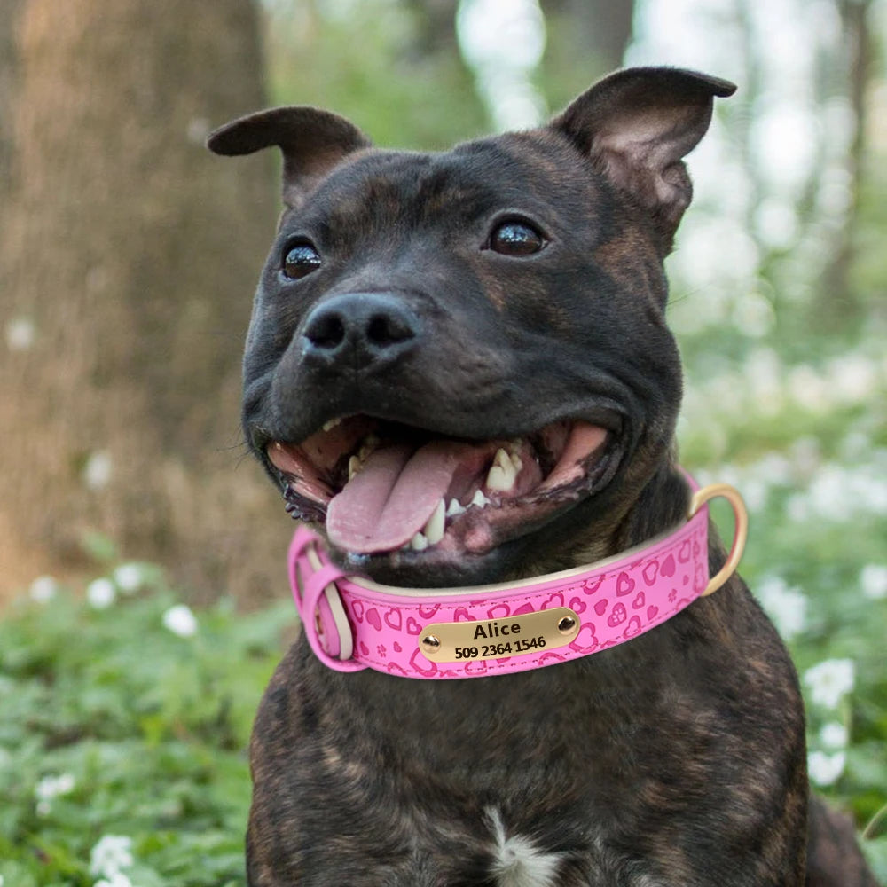 Personalized Padded Leather Dog Collar with Custom Engraved Nameplate – For Small to 2XL Dogs