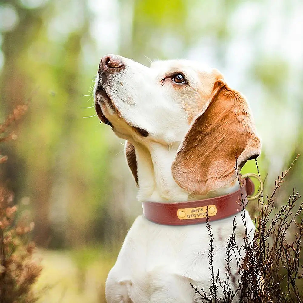 Personalized Leather Dog Collar – Custom Engraved ID Tag with Name & Phone Number for Small & Medium Dogs