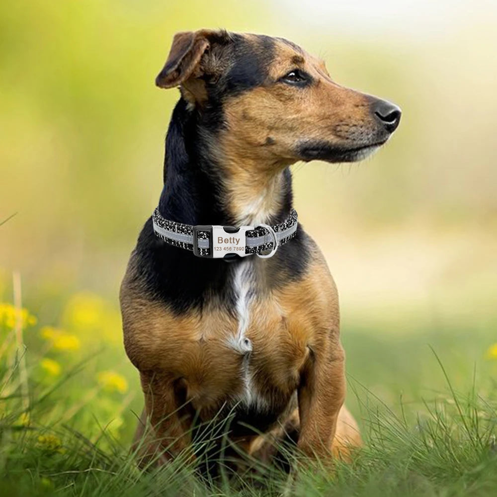 Your Dog’s New Favorite Collar – Personalized, Stylish, and Built to Last