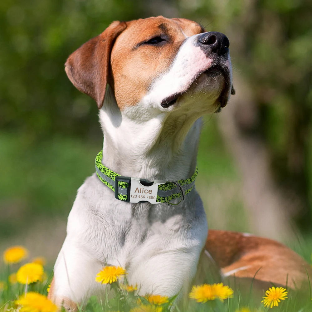 Your Dog’s New Favorite Collar – Personalized, Stylish, and Built to Last
