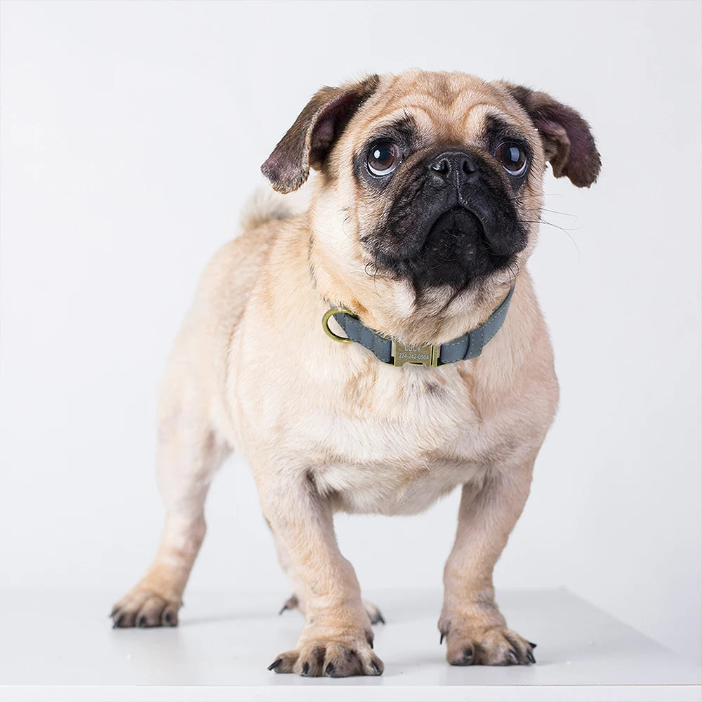 Custom Dog Collar – Personalized ID Tag Collar for Small, Medium, and Large Dogs