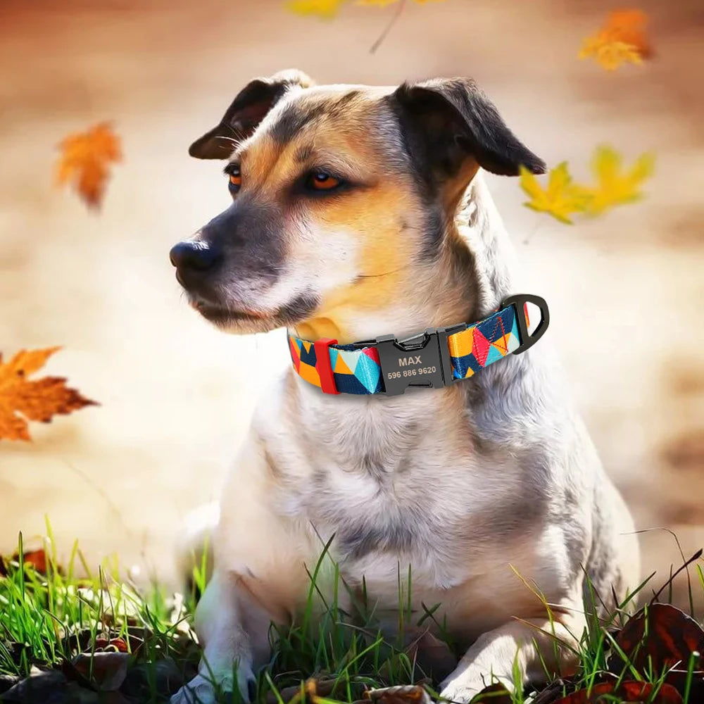 Your Dog’s New Favorite Collar – Personalized, Stylish, and Built to Last