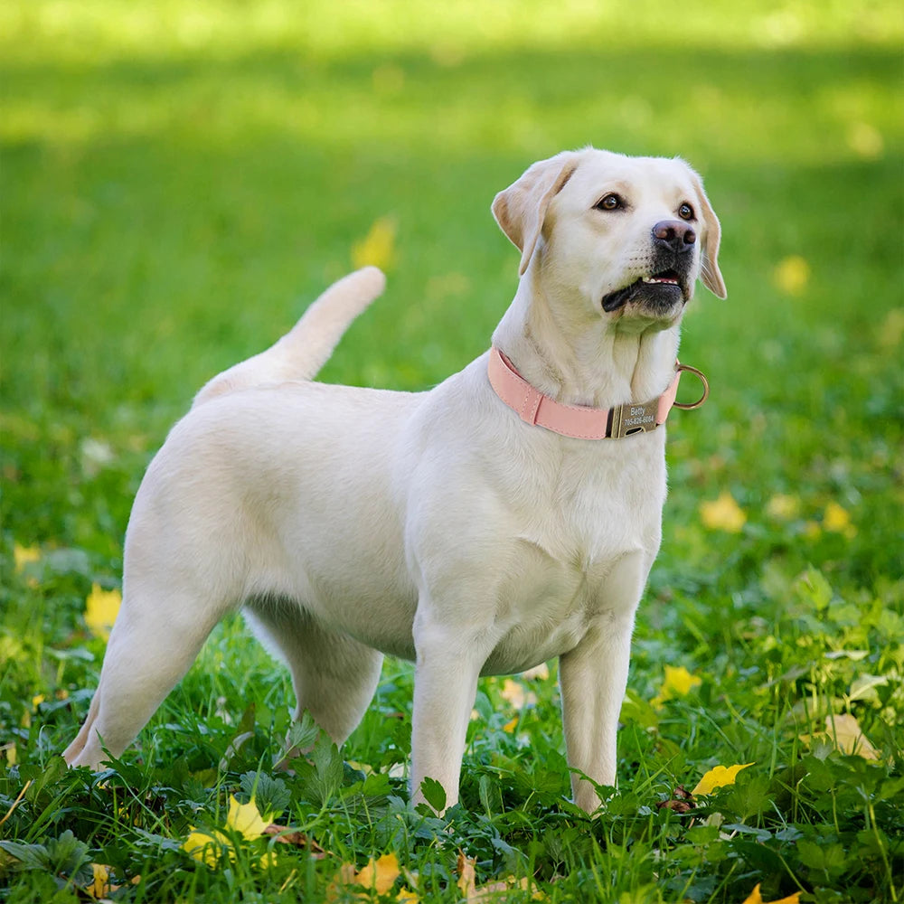 Custom Dog Collar – Personalized ID Tag Collar for Small, Medium, and Large Dogs