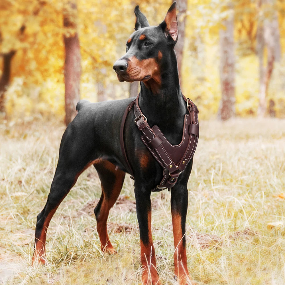 Durable Large Dog Harness Genuine Leather Dog Vest Harnesses Adjustable Quick Control With Handle Pet Supplies For Labrador