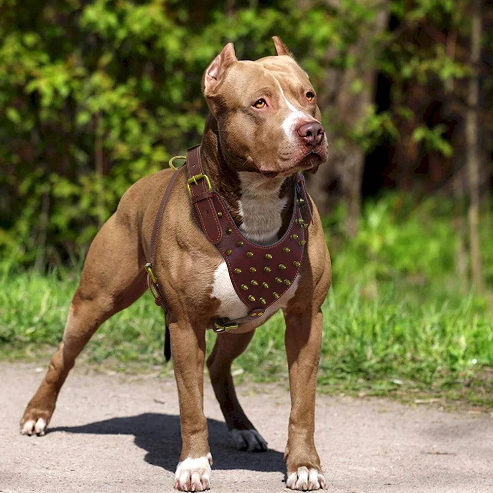 Durable Spiked Studded Genuine Leather Dog Harness – Training Vest for Large Dogs (Pitbull, Labrador, Bulldog)