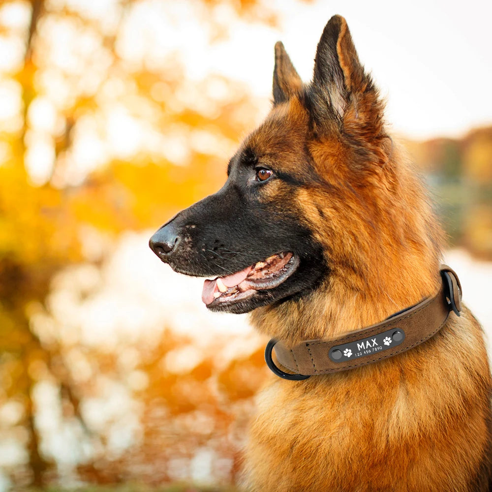 Custom Leather Dog Collar – Personalized with Free Engraving | XS–XXL Sizes