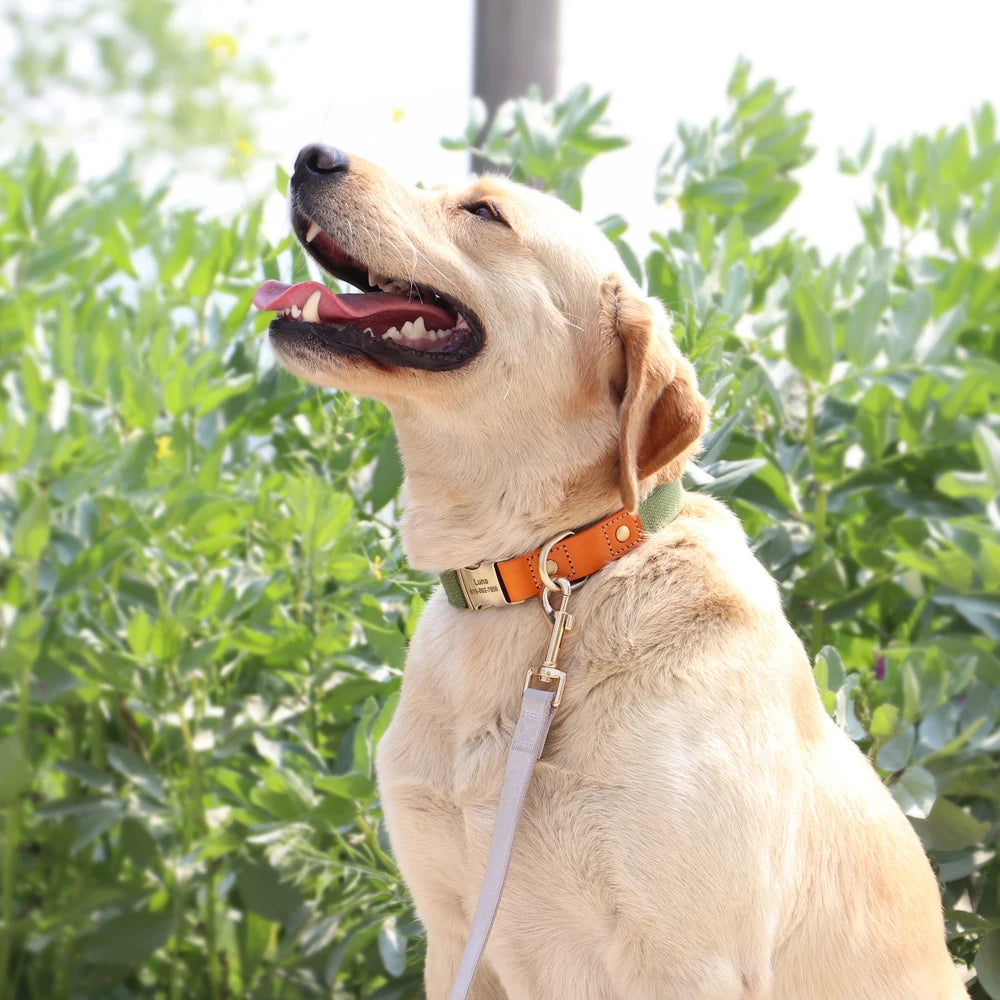 Nylon Custom Dog Collar & Leash Set – Personalized with Leather Nameplate
