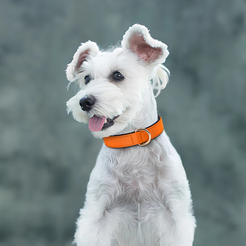 Waterproof Nylon Dog Collar – Soft Padded & Breathable Adjustable Collar for Small & Medium Dogs