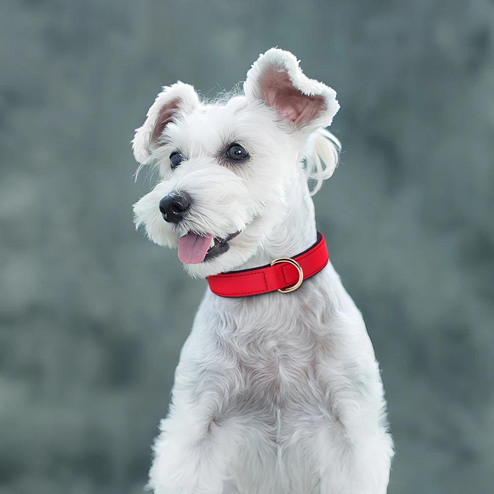 Waterproof Nylon Dog Collar – Soft Padded & Breathable Adjustable Collar for Small & Medium Dogs