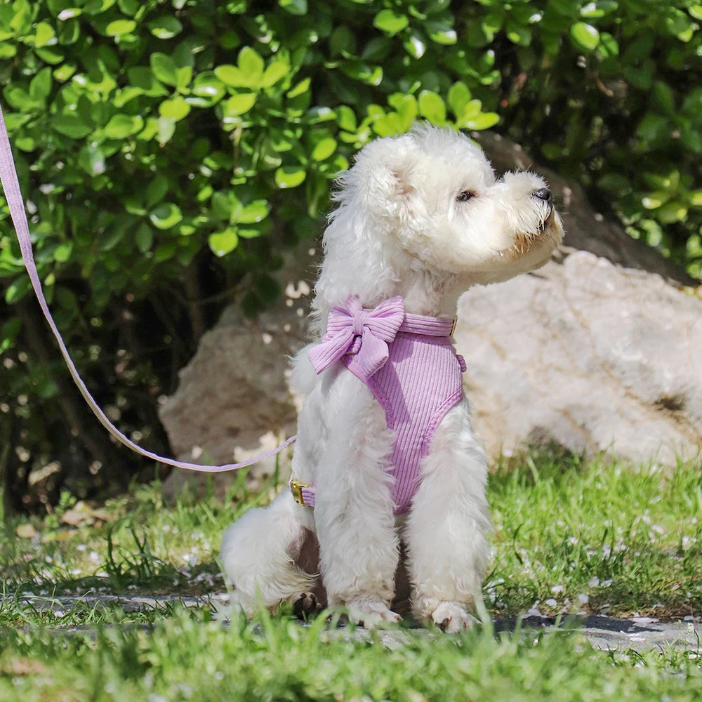 3pcs/lot Dog Collar Harness and Leash Set – Cute Bowtie Design for Small & Medium Dogs