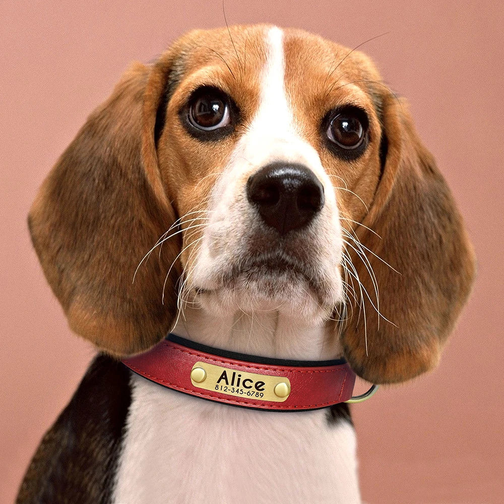 Custom Leather Dog Collar – Personalized with Free Engraving | XS–XXL Sizes