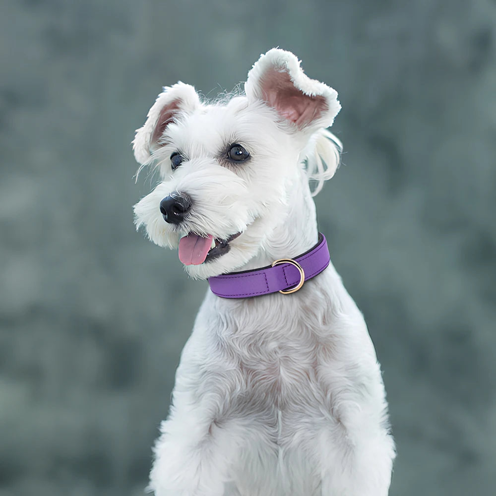 Waterproof Nylon Dog Collar – Soft Padded & Breathable Adjustable Collar for Small & Medium Dogs