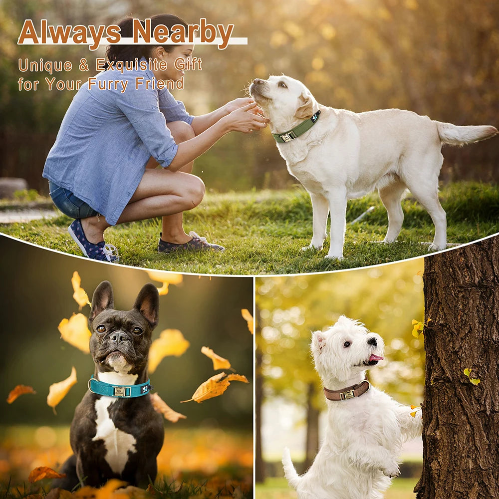 Personalized Nylon Dog Collar – Adjustable Soft Padded Pet ID Collar for Small, Medium & Large Dogs