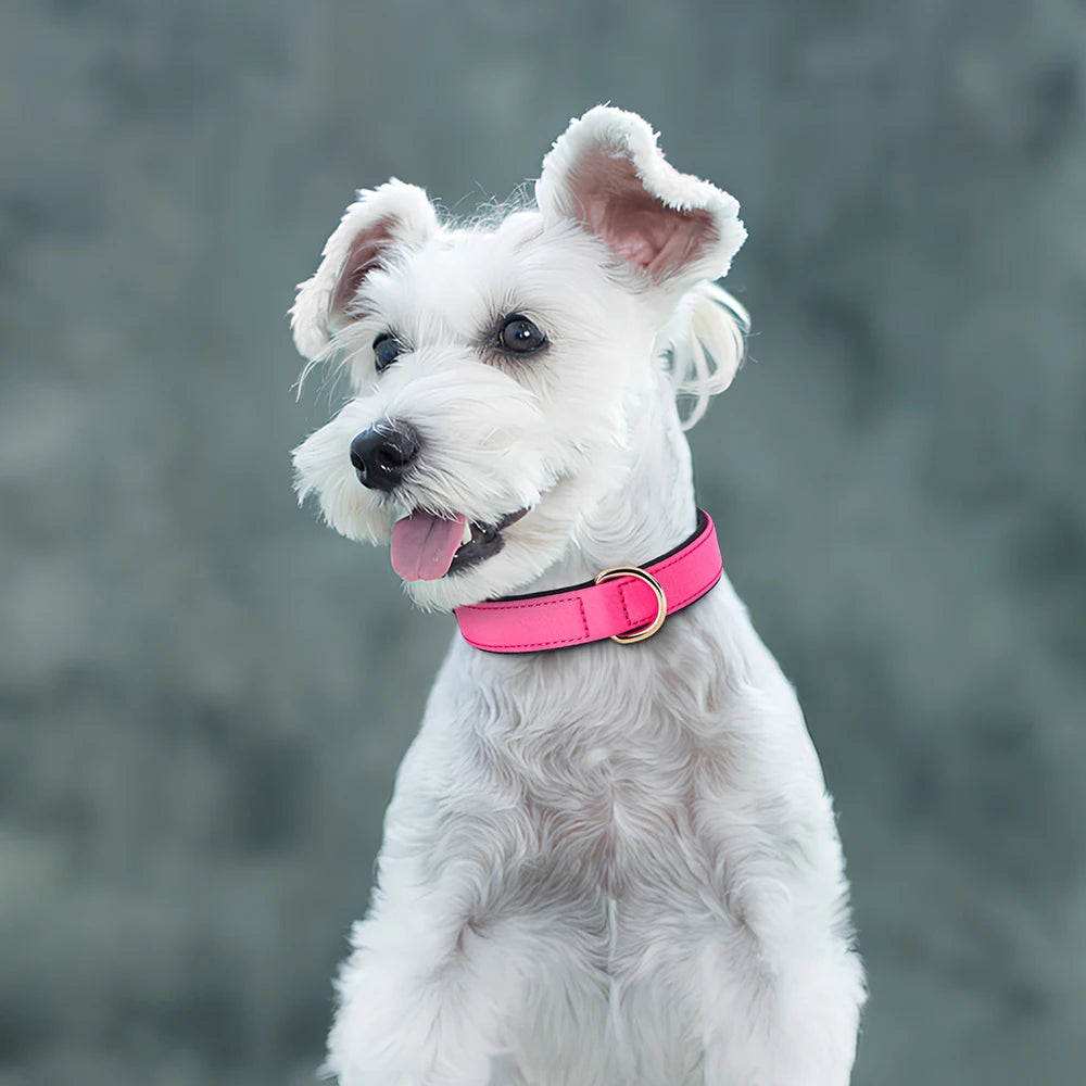 Waterproof Nylon Dog Collar – Soft Padded & Breathable Adjustable Collar for Small & Medium Dogs