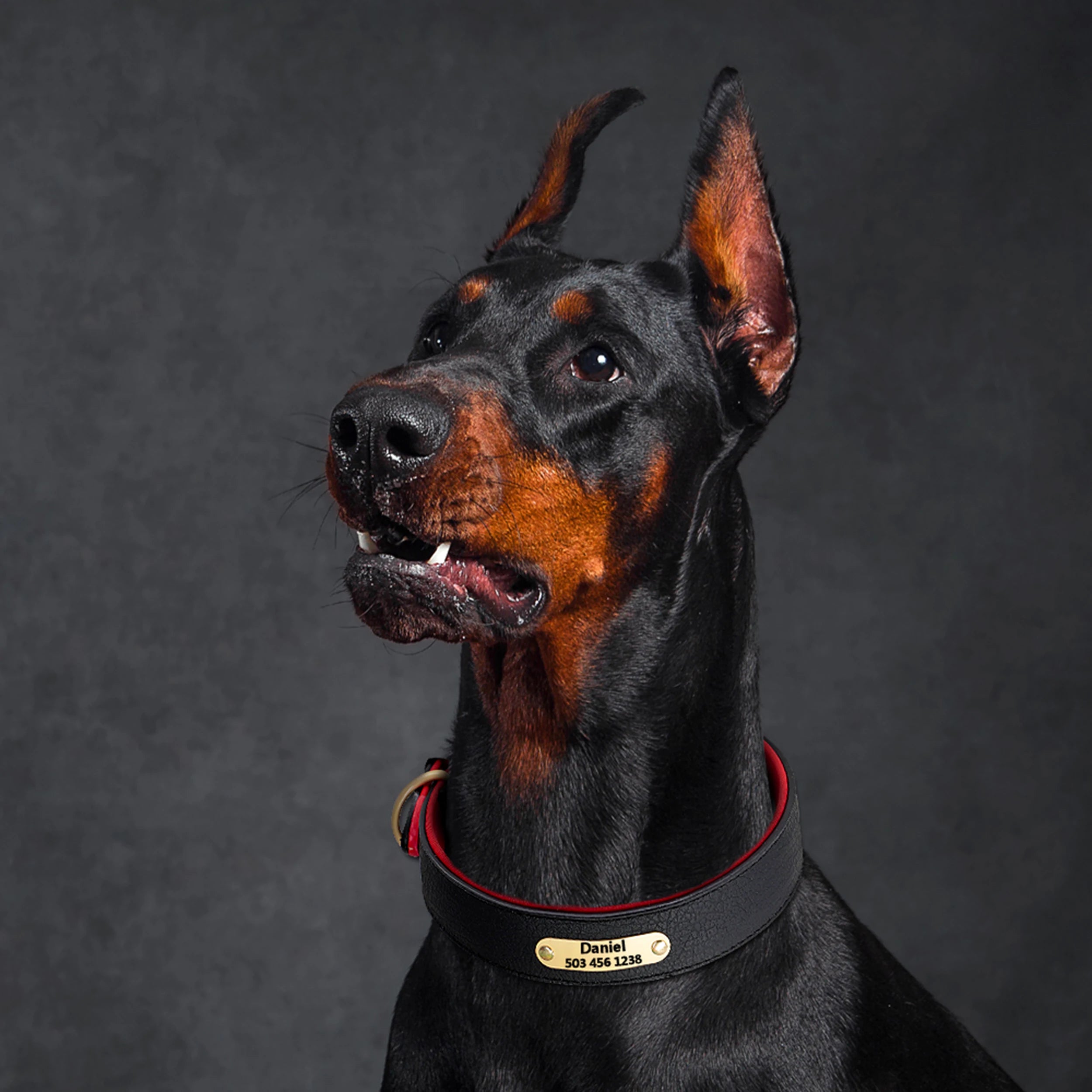 Custom Dog Collar – Personalized ID Tag Collar for Small, Medium, and Large Dogs