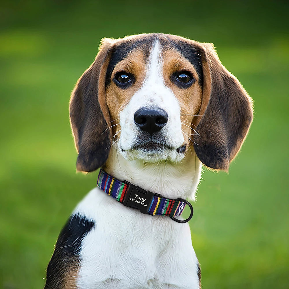 Personalized Nylon Dog Collar with Engraved Nameplate – Custom ID Tag for Small, Medium & Large Dogs
