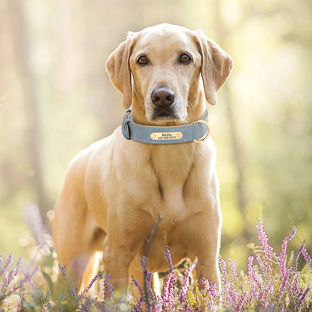 Custom Leather Dog Collar – Personalized with Free Engraving | XS–XXL Sizes