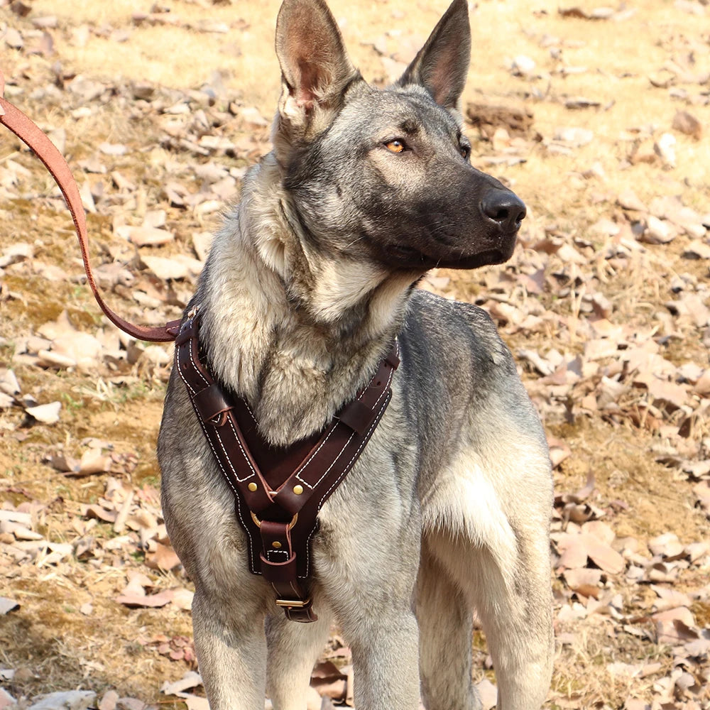 Durable Large Dog Harness Genuine Leather Dog Vest Harnesses Adjustable Quick Control With Handle Pet Supplies For Labrador