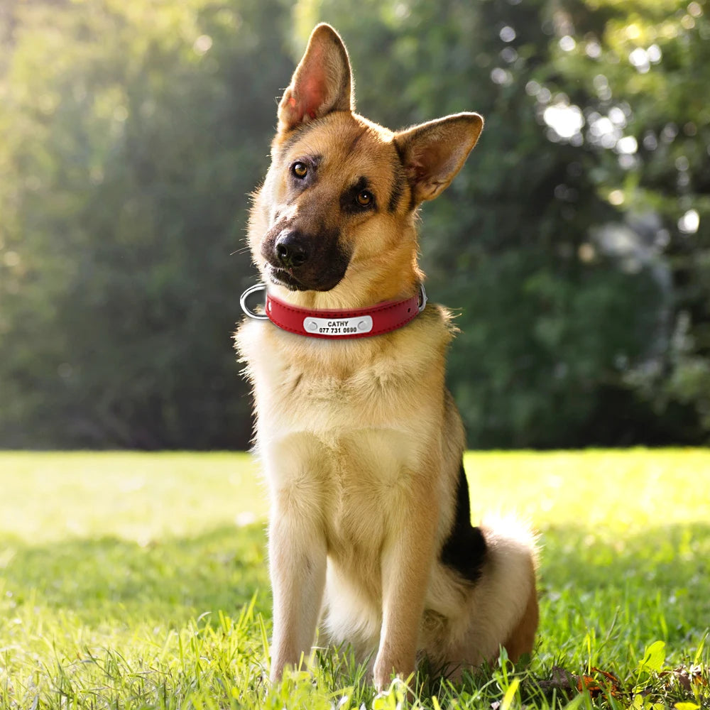 Custom Dog Collar – Personalized ID Tag Collar for Small, Medium, and Large Dogs