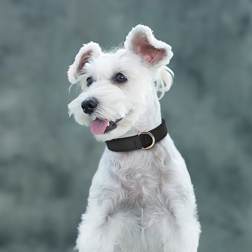 Waterproof Nylon Dog Collar – Soft Padded & Breathable Adjustable Collar for Small & Medium Dogs