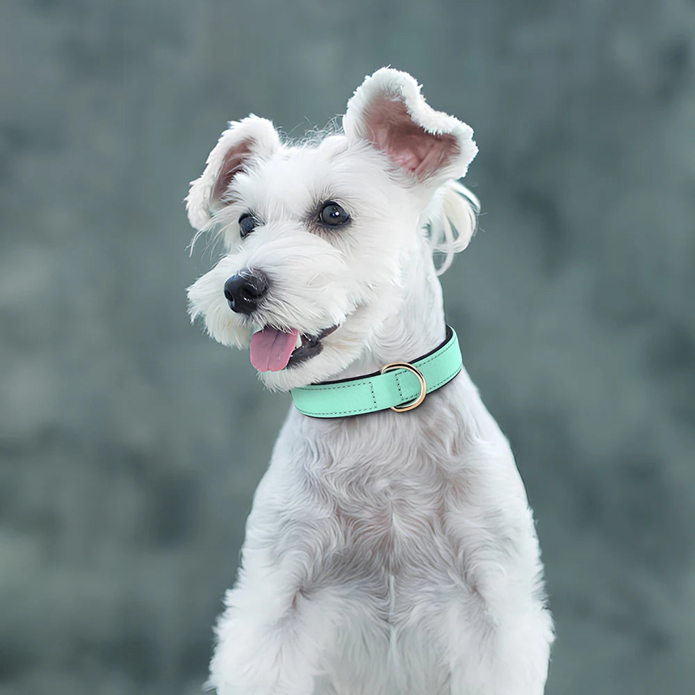 Waterproof Nylon Dog Collar – Soft Padded & Breathable Adjustable Collar for Small & Medium Dogs
