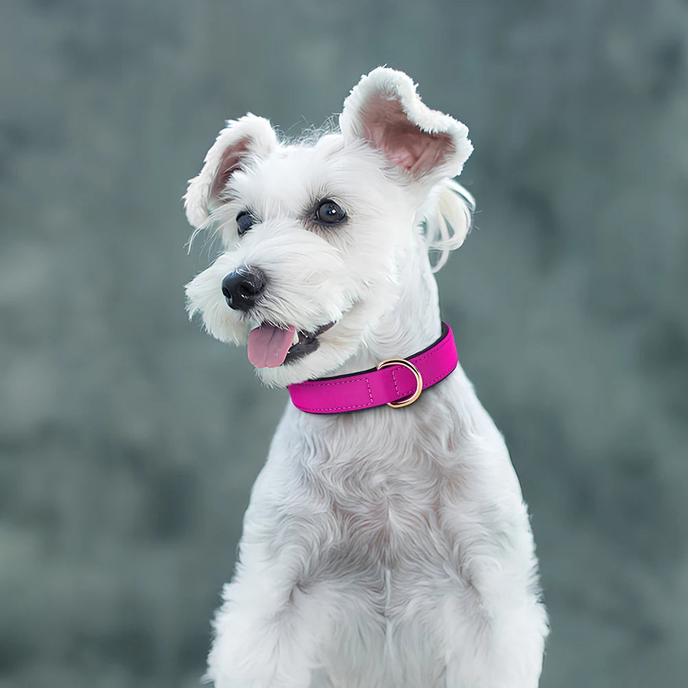 Waterproof Nylon Dog Collar – Soft Padded & Breathable Adjustable Collar for Small & Medium Dogs