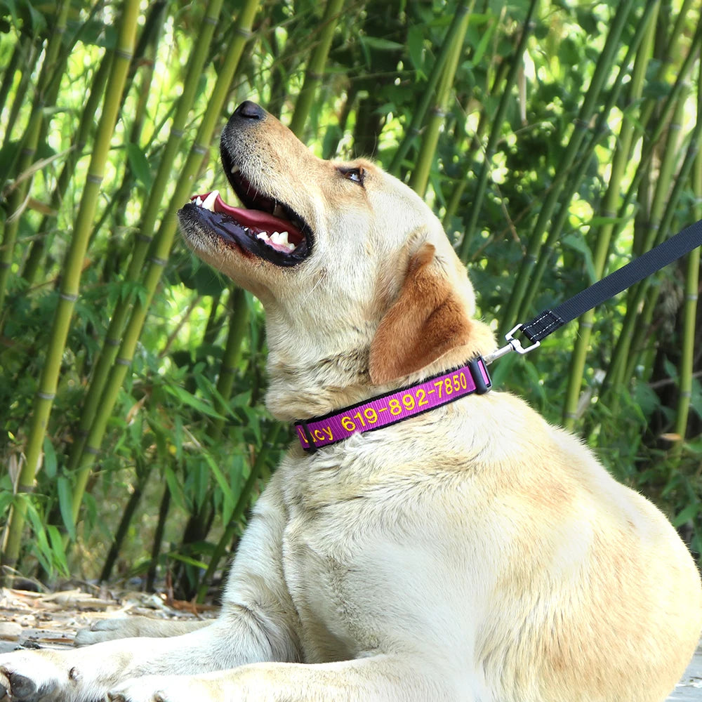 Personalized Embroidered Nylon Dog Collar – Custom Name & Phone ID – For Small, Medium & Large Dogs