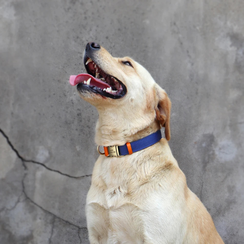 Nylon Custom Dog Collar & Leash Set – Personalized with Leather Nameplate