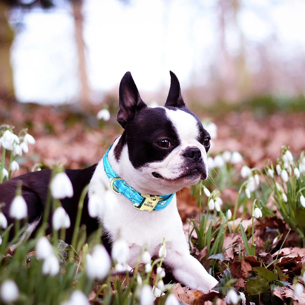 Personalized Flower Dog Collar – Adjustable Nylon with Custom ID Buckle