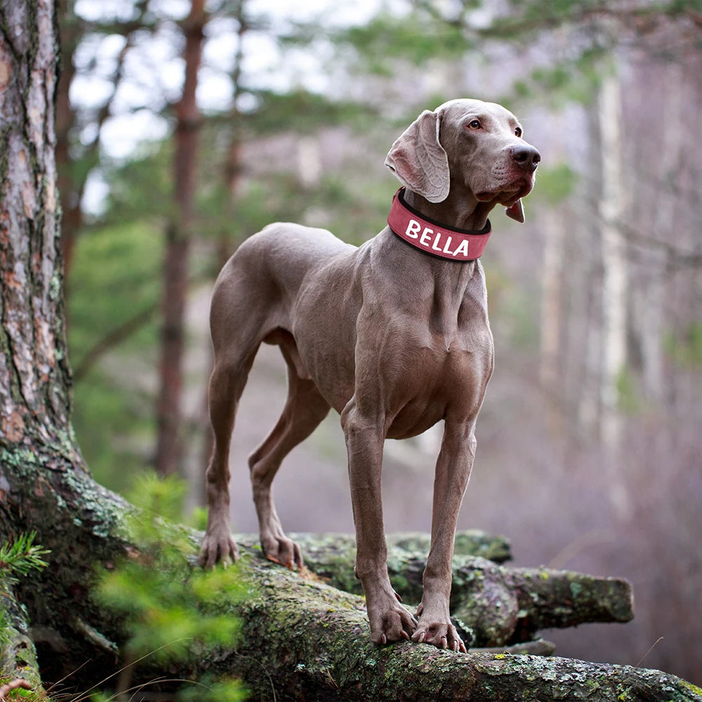 Custom Print Dog Collar – Wide Soft Padded PU Leather Name Collar for Medium & Large Dogs (Free Personalized Print)