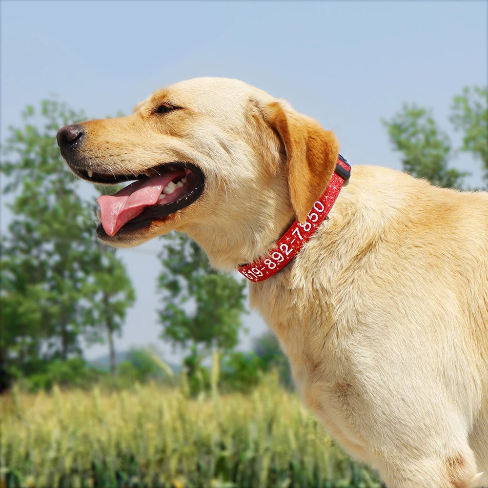 Personalized Embroidered Nylon Dog Collar – Custom Name & Phone ID – For Small, Medium & Large Dogs