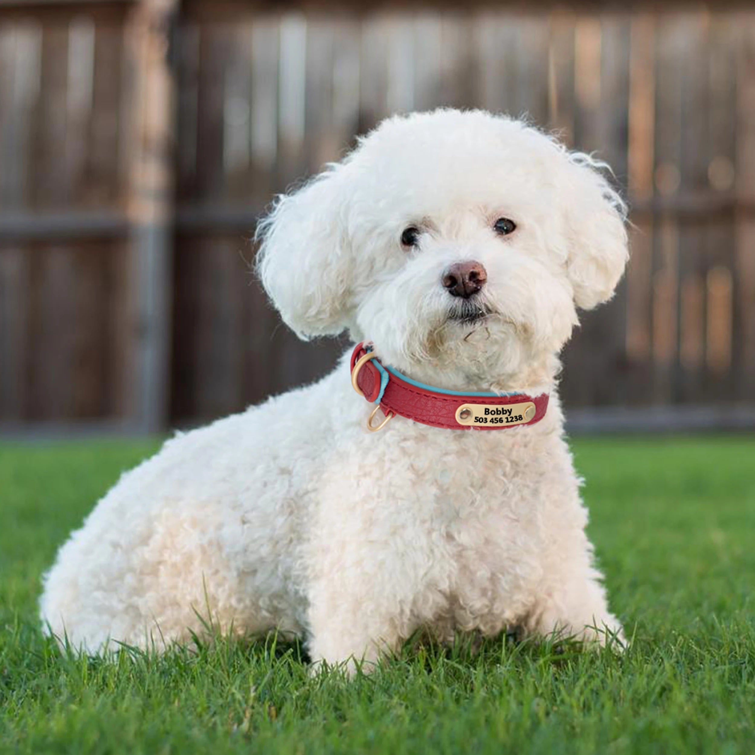 Custom Dog Collar – Personalized ID Tag Collar for Small, Medium, and Large Dogs