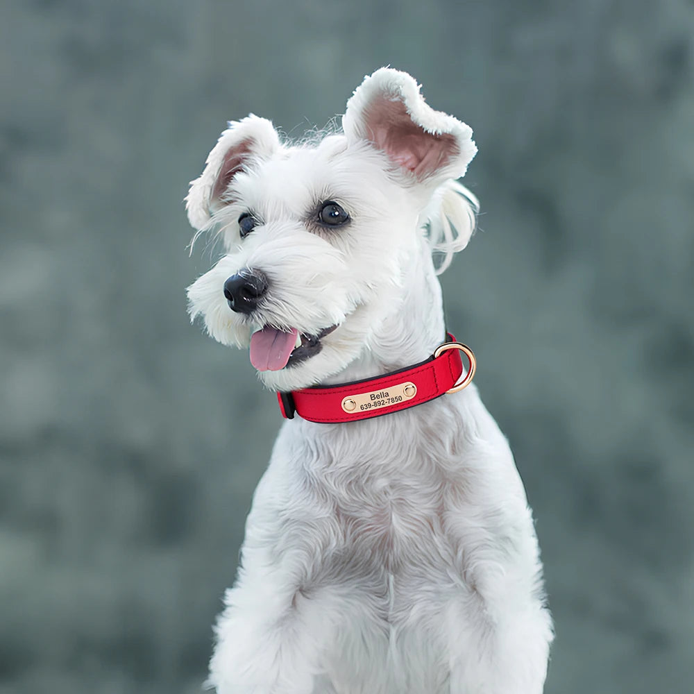Custom Nylon Dog Collar – Waterproof Personalized Pet Collar with Engraved ID Nameplate for Small & Medium Dogs