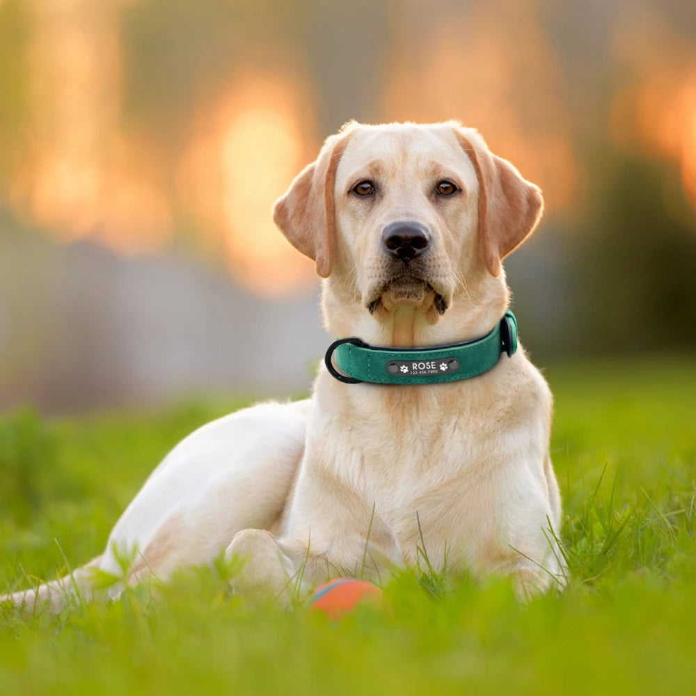 Custom Leather Dog Collar – Personalized with Free Engraving | XS–XXL Sizes