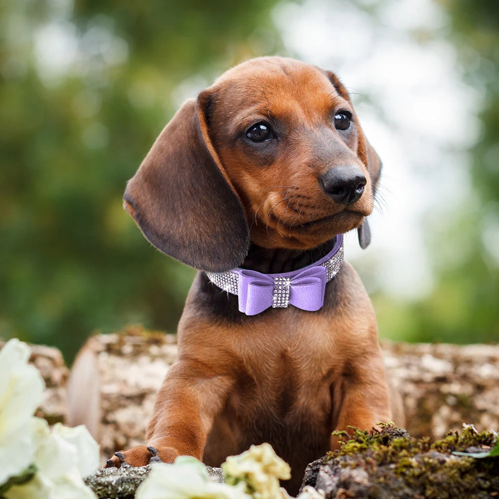Bling Rhinestone Dog Collar with Bowknot – Adjustable Suede Collar for Small & Medium Pets
