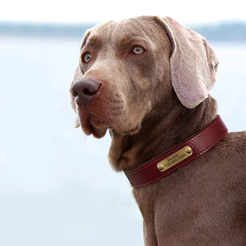Custom Dog Collar – Personalized ID Tag Collar for Small, Medium, and Large Dogs