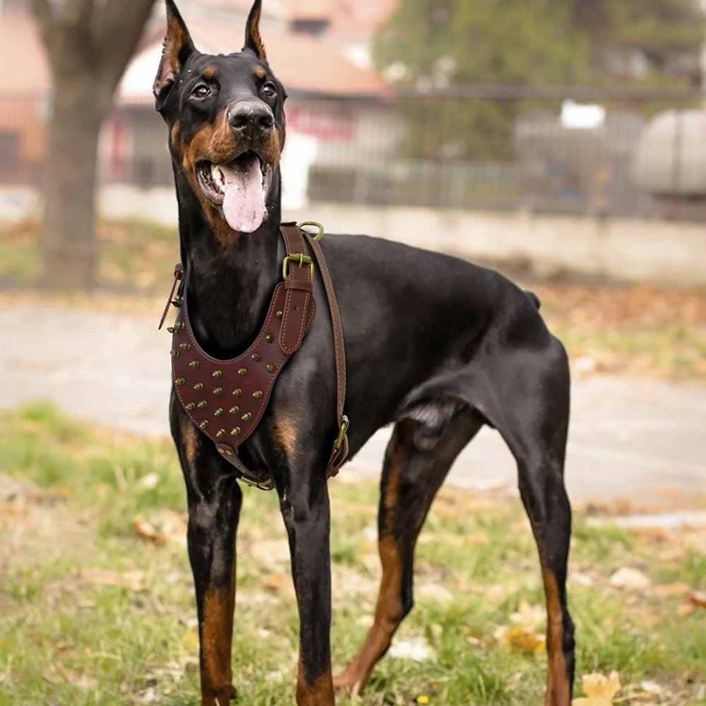 Durable Spiked Studded Genuine Leather Dog Harness – Training Vest for Large Dogs (Pitbull, Labrador, Bulldog)