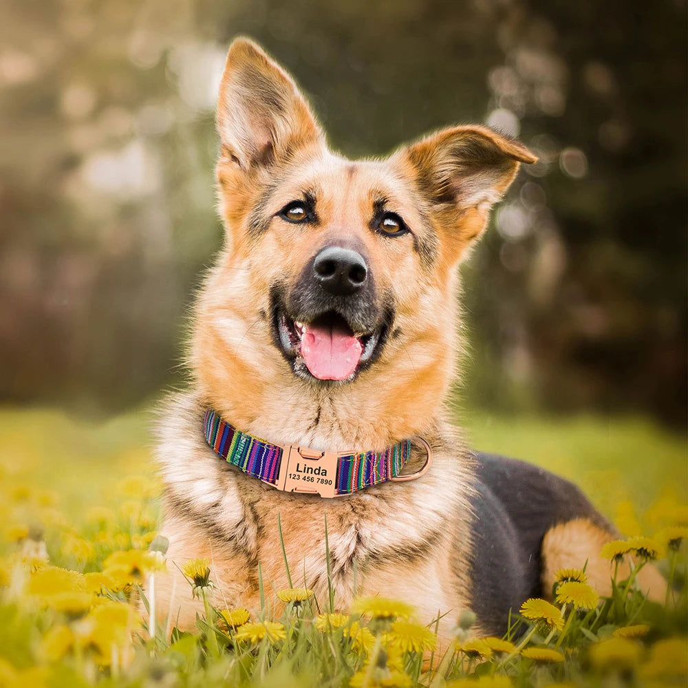 Personalized Nylon Dog Collar with Engraved Nameplate – Custom ID Tag for Small, Medium & Large Dogs