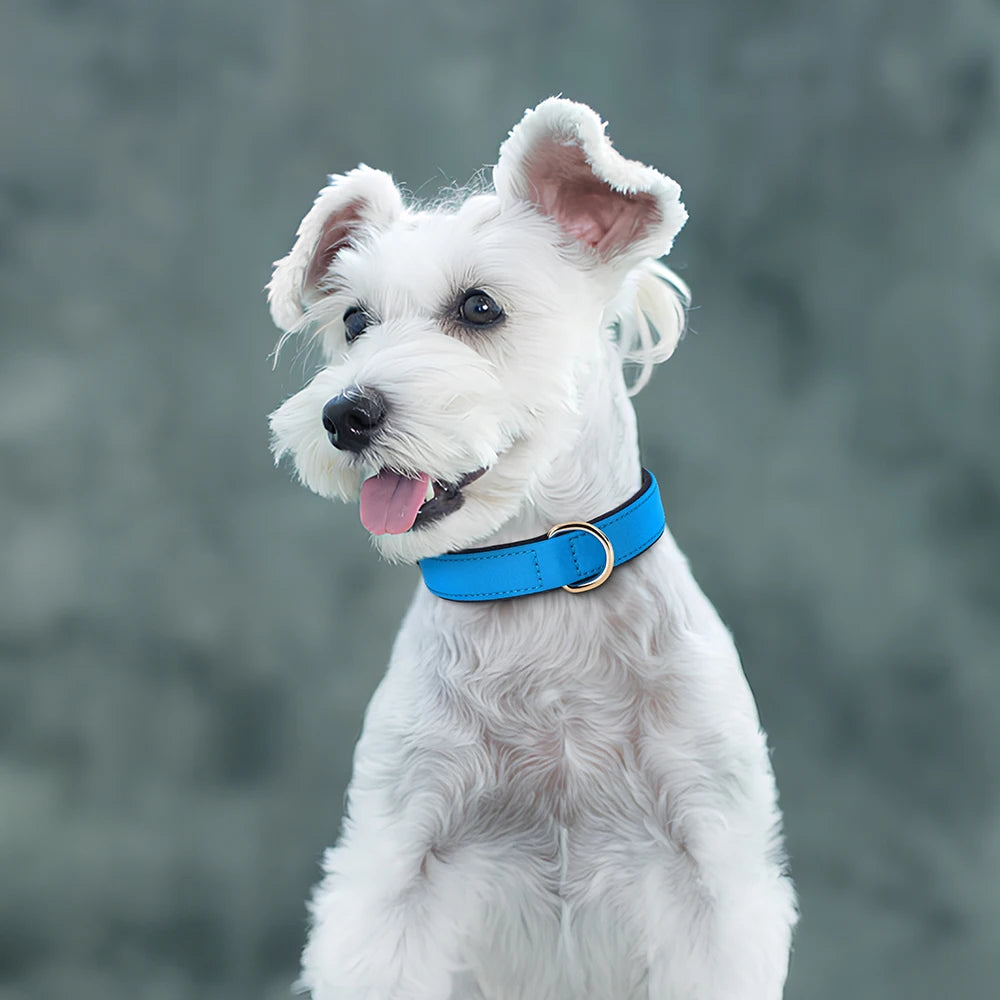 Waterproof Nylon Dog Collar – Soft Padded & Breathable Adjustable Collar for Small & Medium Dogs