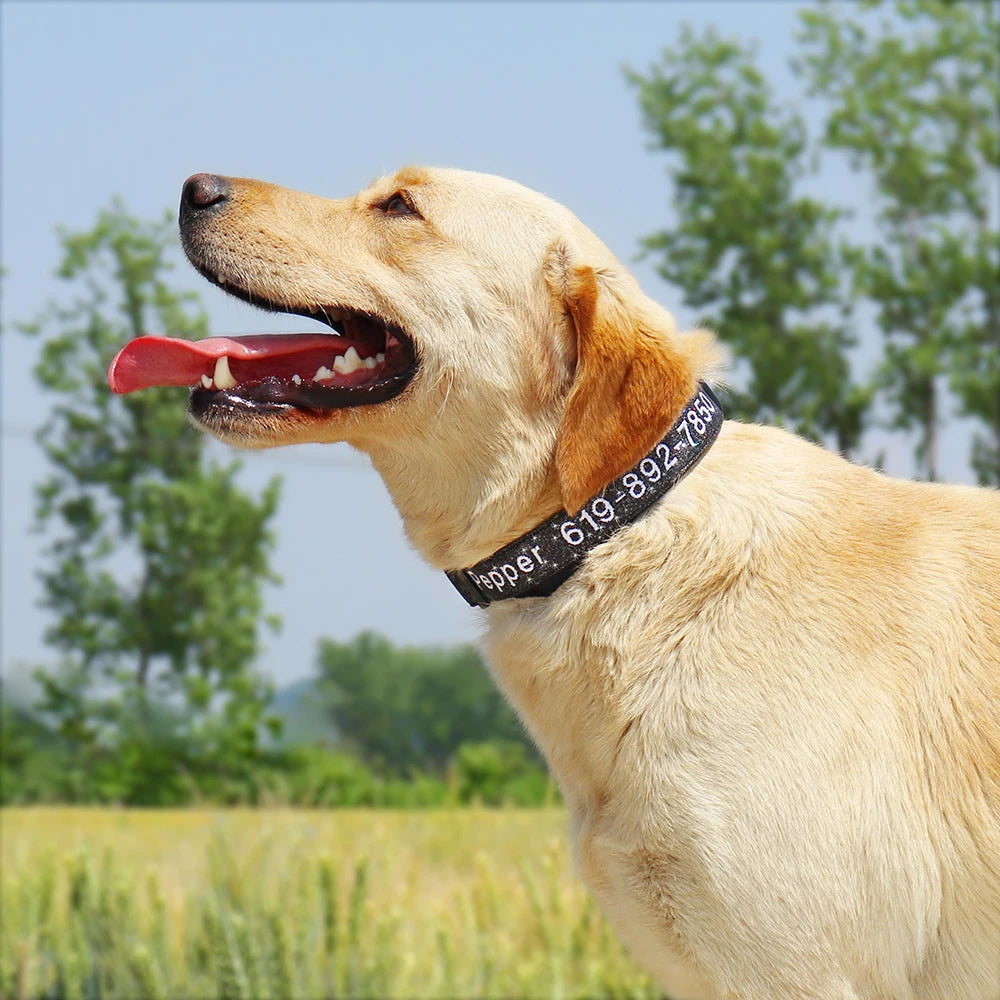 Personalized Embroidered Nylon Dog Collar – Custom Name & Phone ID – For Small, Medium & Large Dogs