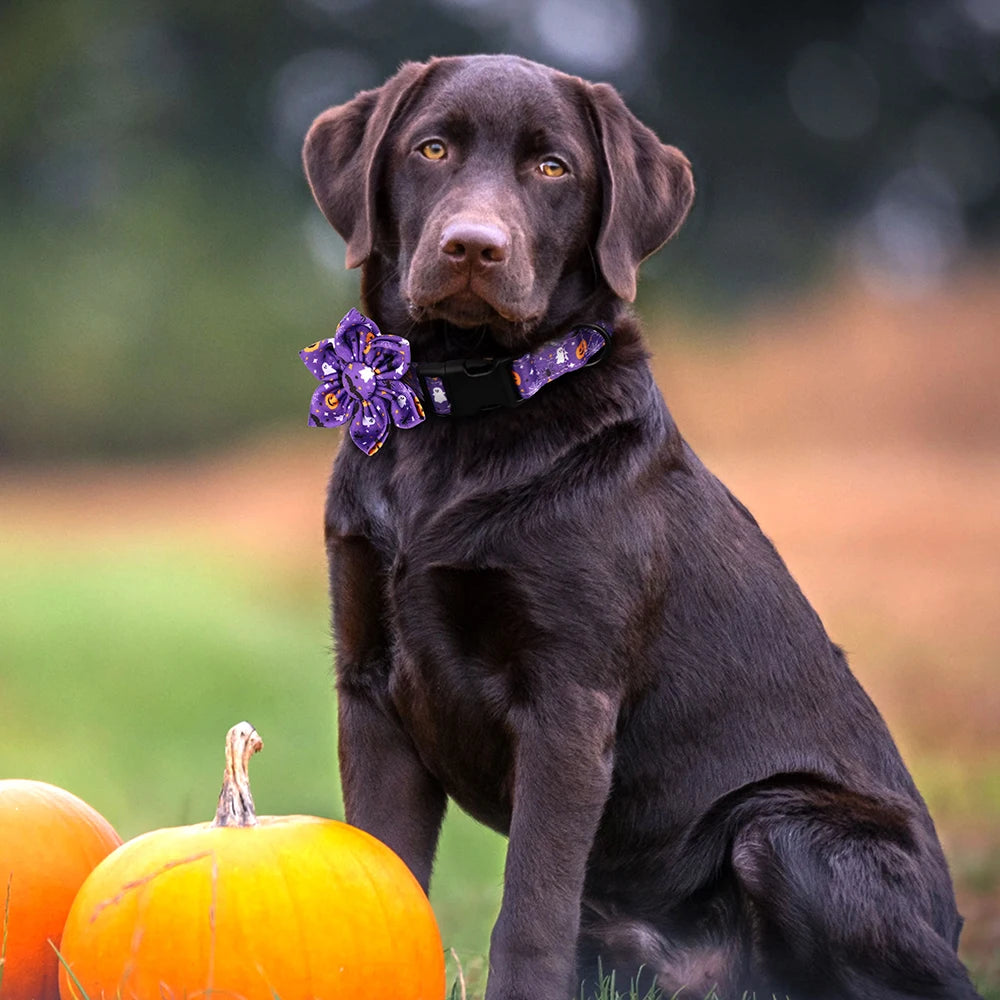Halloween Nylon Dog Collar with Flower – Adjustable Pumpkin Pet Collar for Small Medium Large Dogs