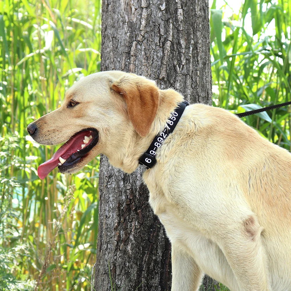 Personalized Embroidered Nylon Dog Collar – Custom Name & Phone ID – For Small, Medium & Large Dogs
